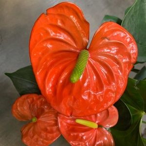 Meet your Posher, Areli